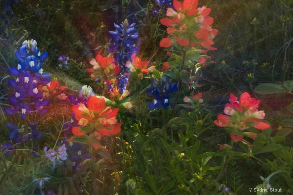 bluebonnet star