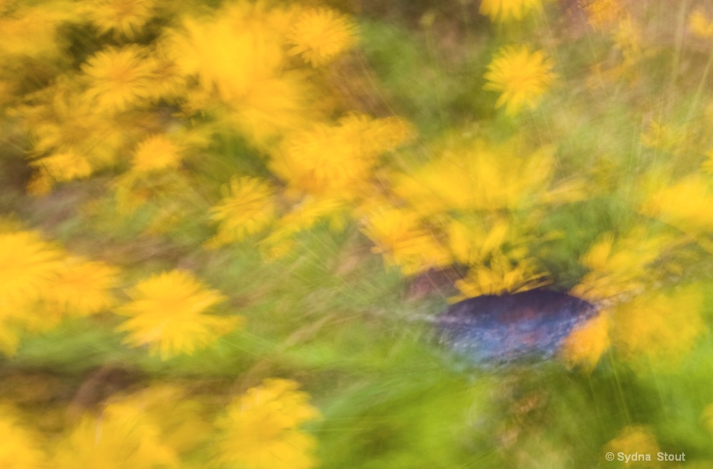 butterfly in flowers