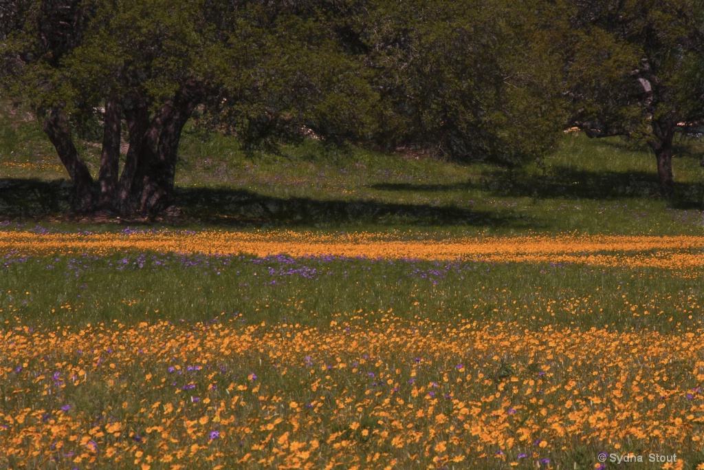 Hill Country Spring