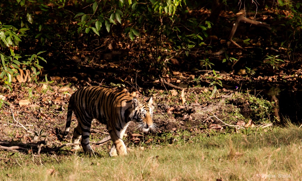 tigar stalking