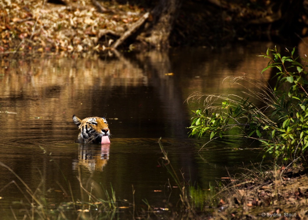 spotty in river