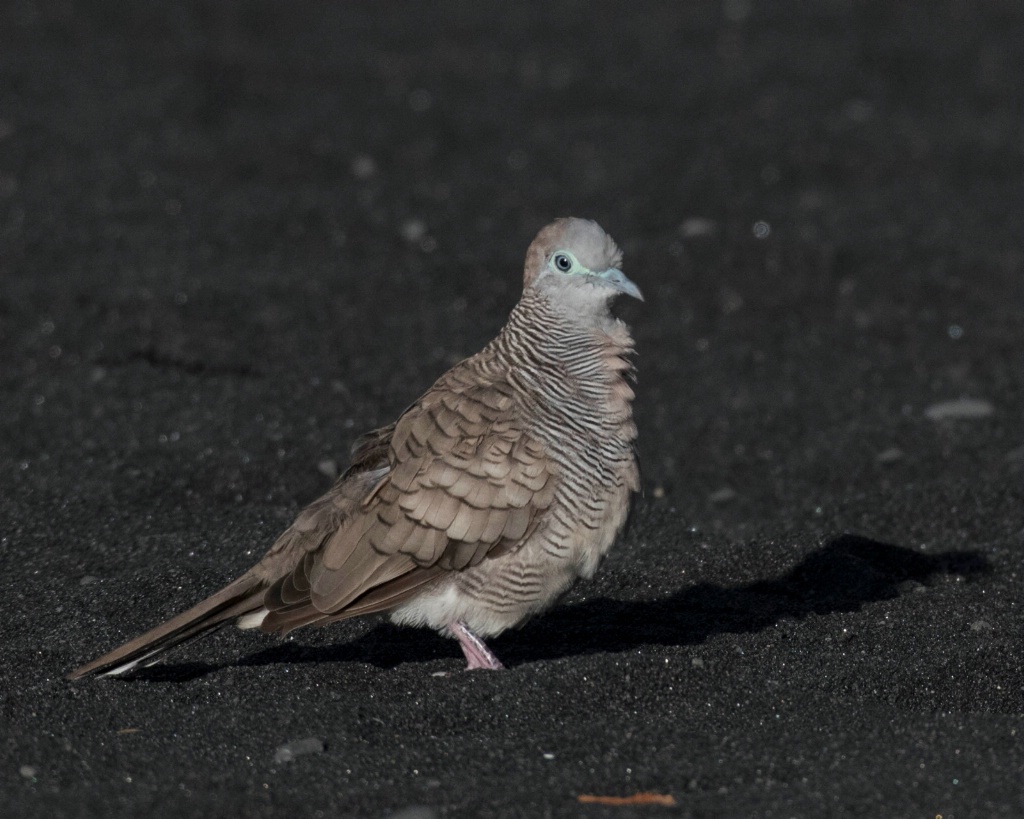 Zebra Dove on the Black Sand Beach