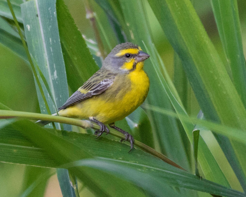 Proud Canary