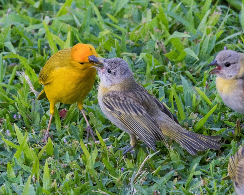 Feeding Time