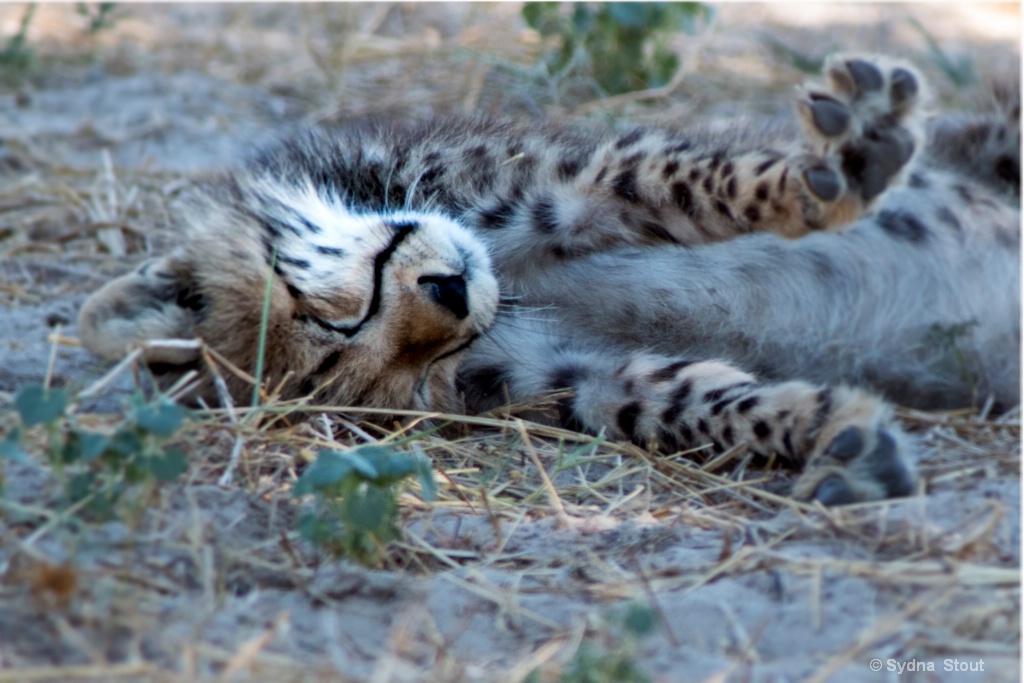 cheta cub napping