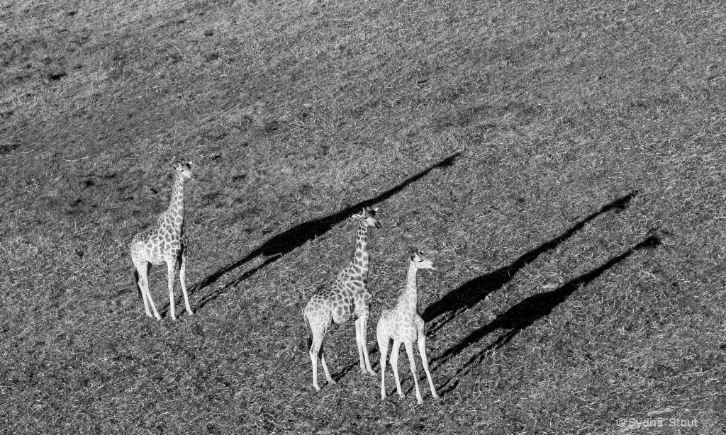 girafes from above