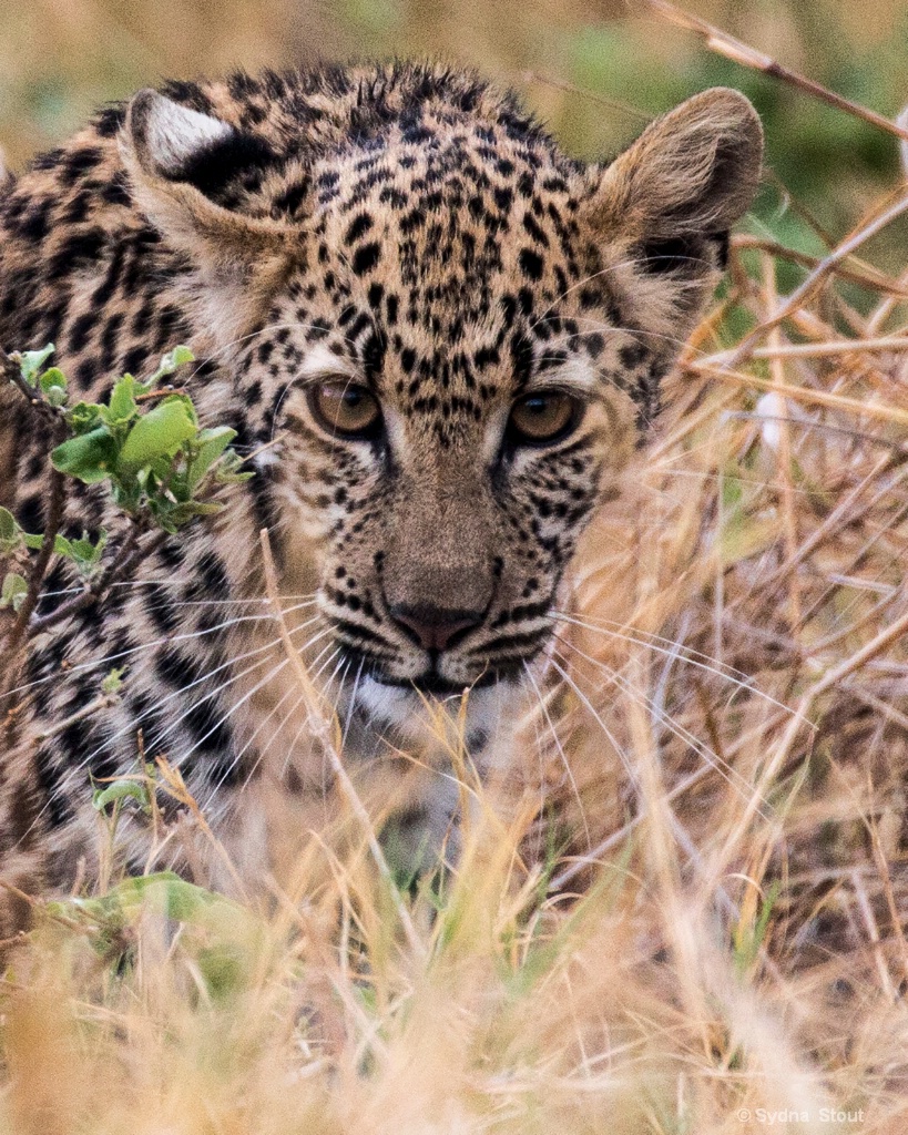 leopard stalking