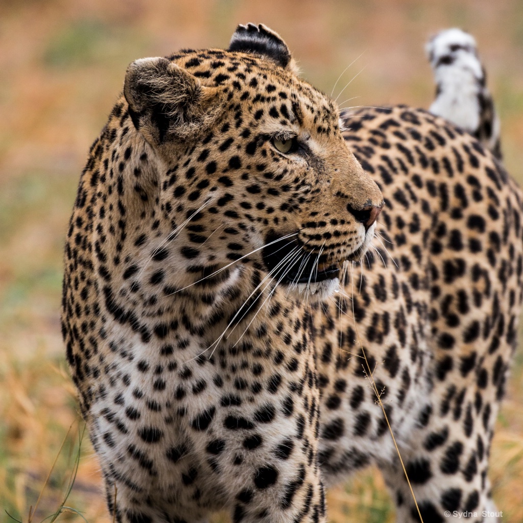 leopard