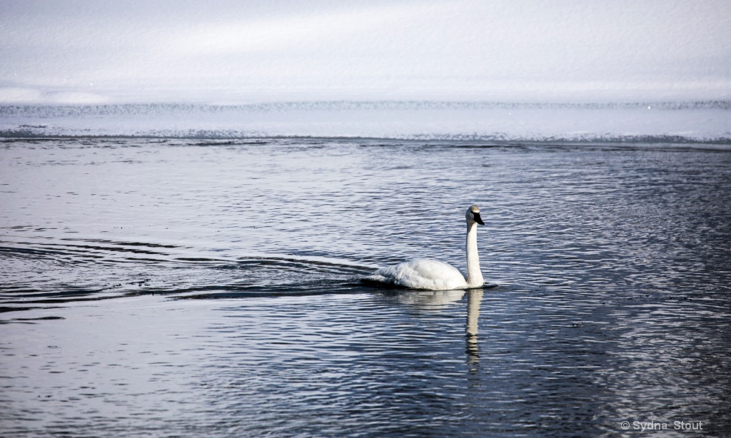 yellowstone river swan