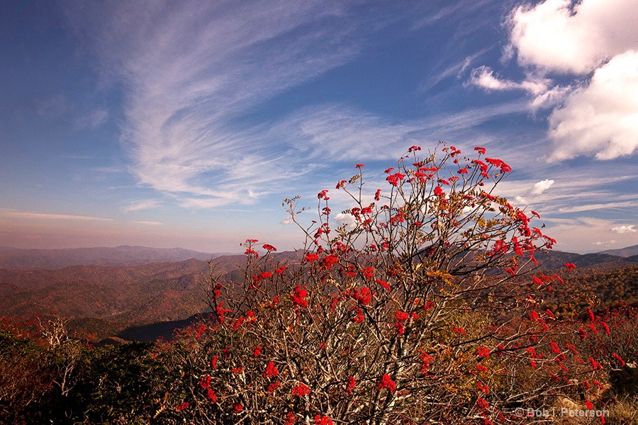 Mountain Ash in Early Bloom