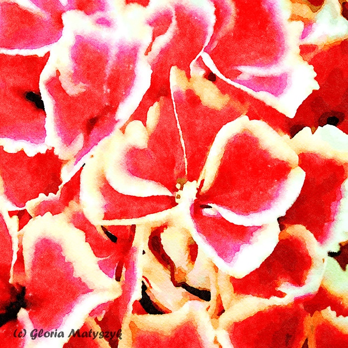 Red and white Hydrangea macro