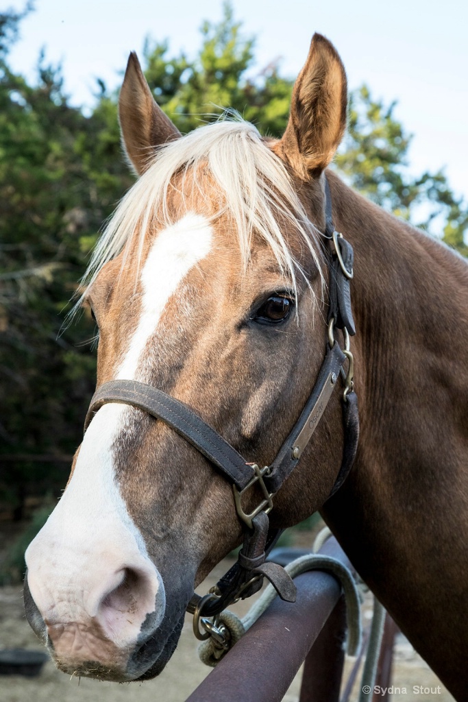 oscar portrait