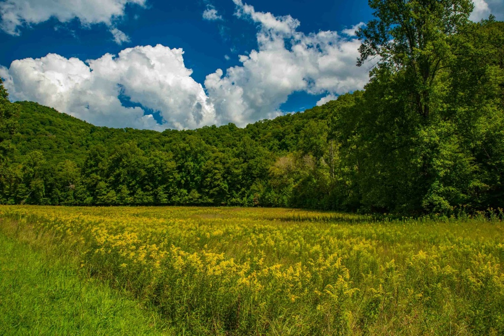 Flowers in the Smokies