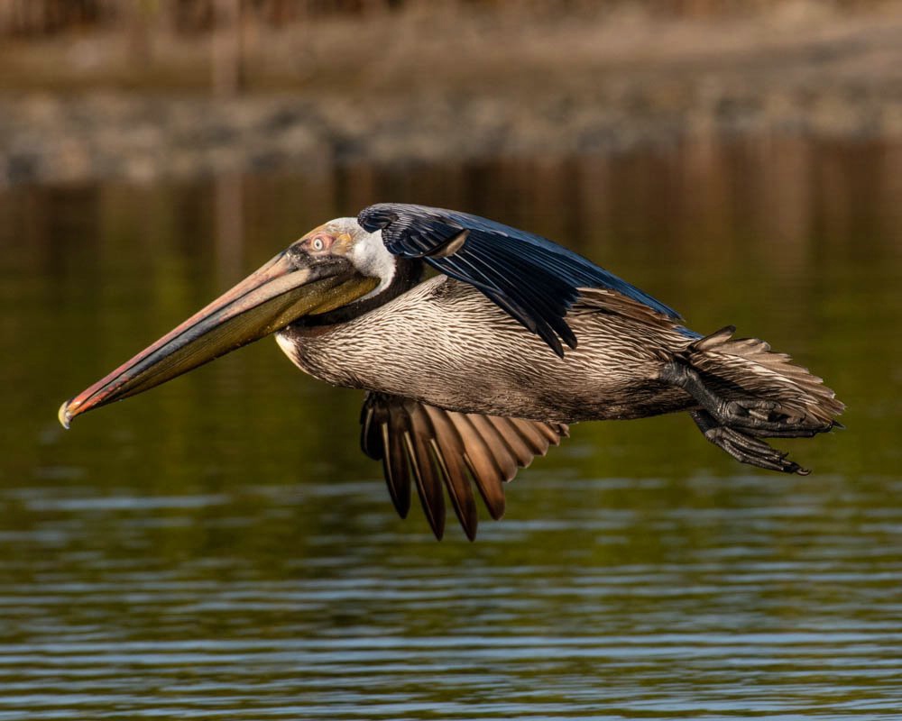 Pelican Fly By