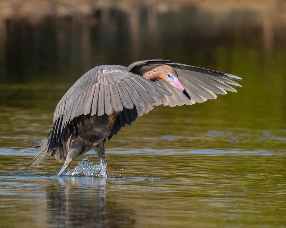 Hunting Heron