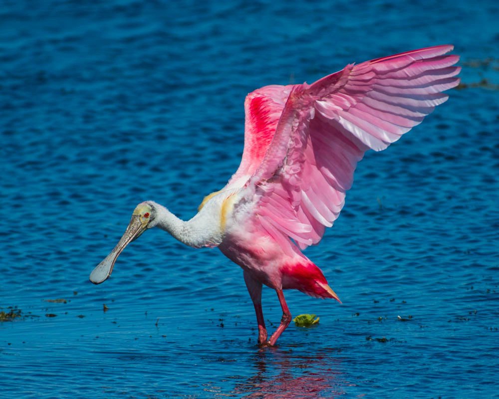 Fishing Spoonbill