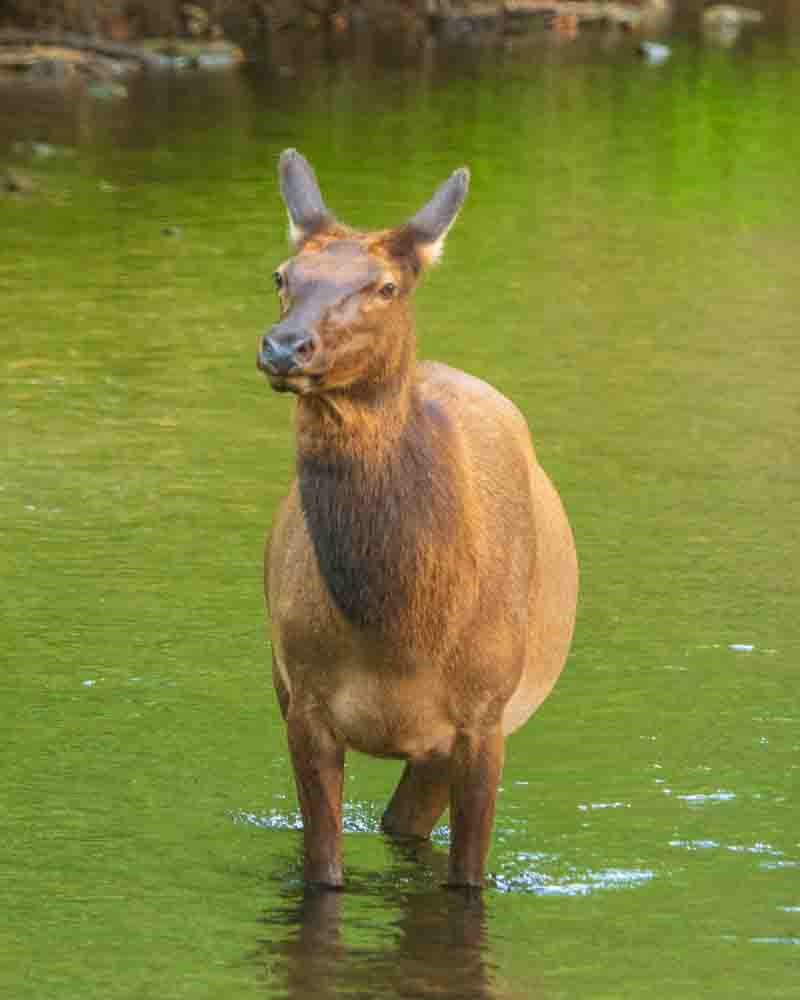 Regal Elk