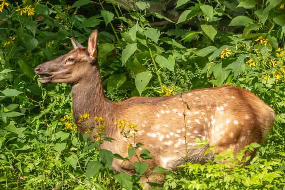 Royal Baby Elk