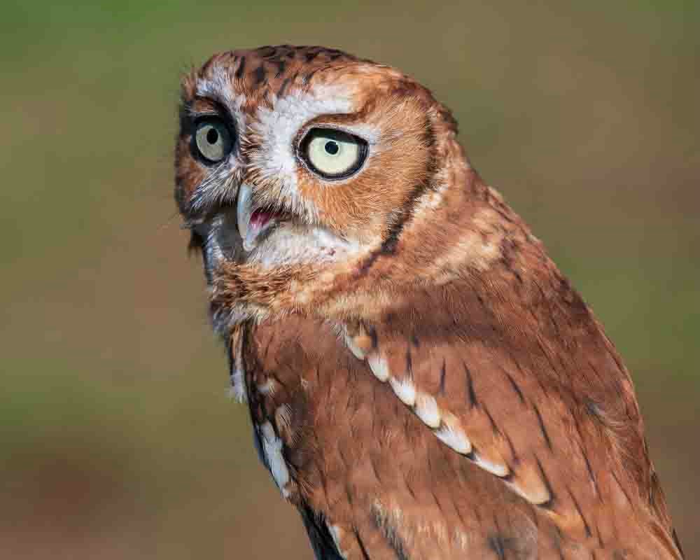 Brown Morph Screech Owl