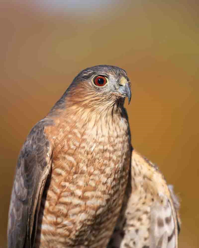 Sharp-Shinned Hawk