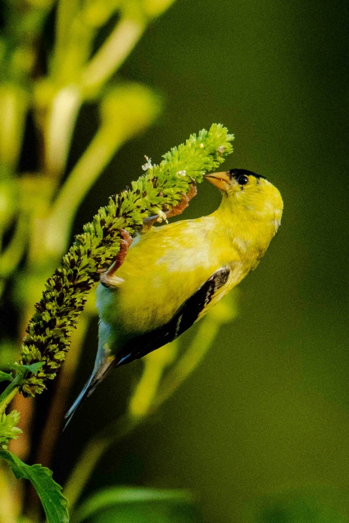 Portrait of a Goldfinch