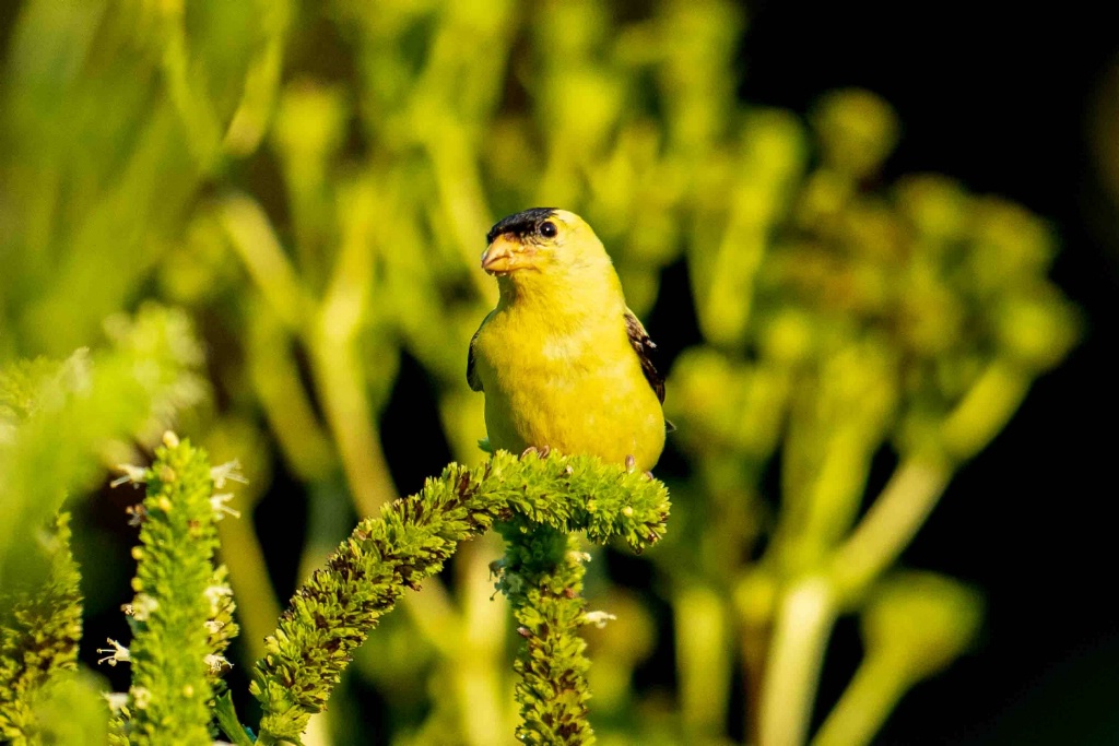 Goldfinch Pose