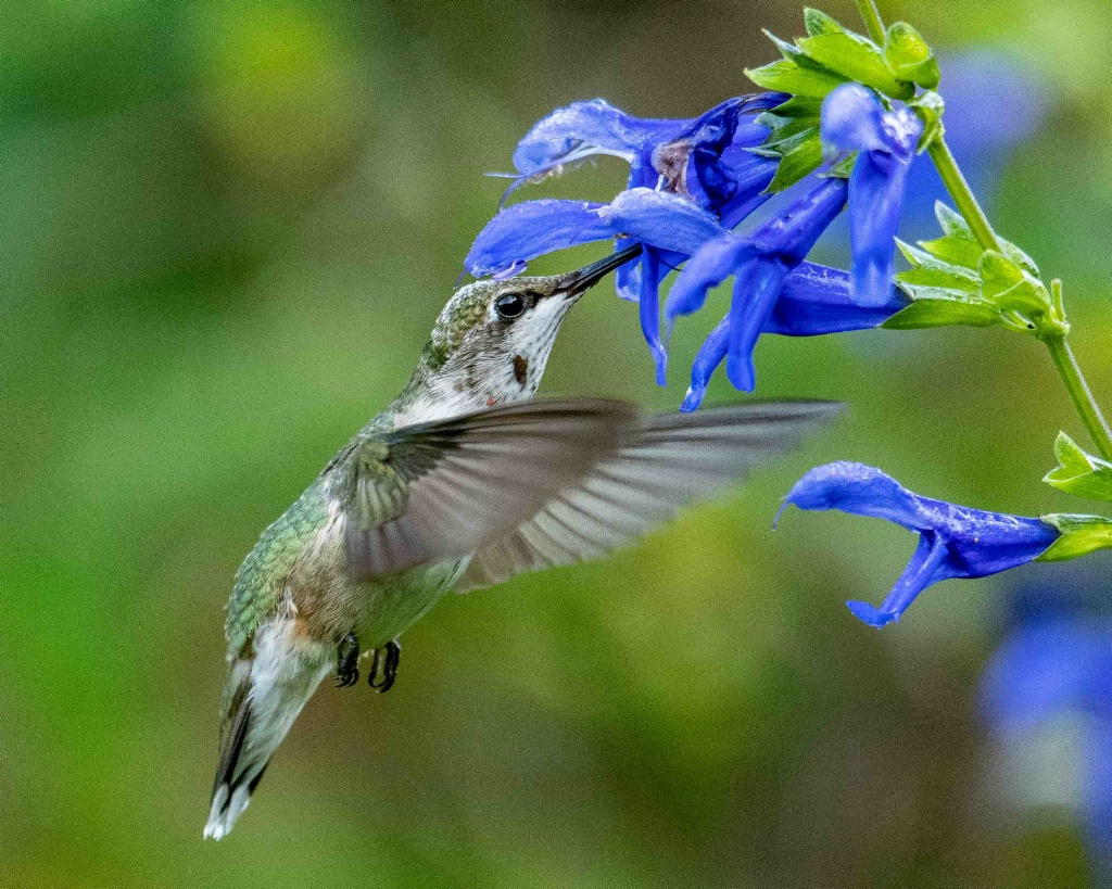 Hungry Hummer