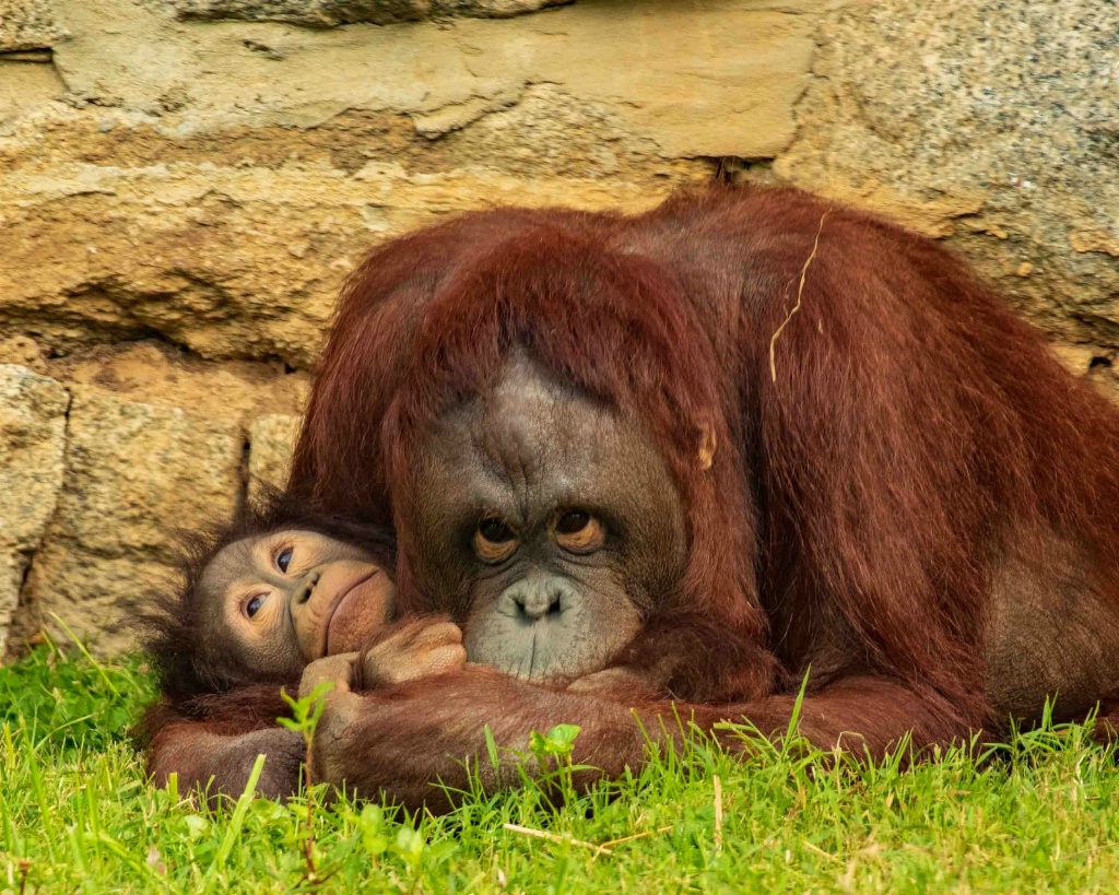 Hug from Momma