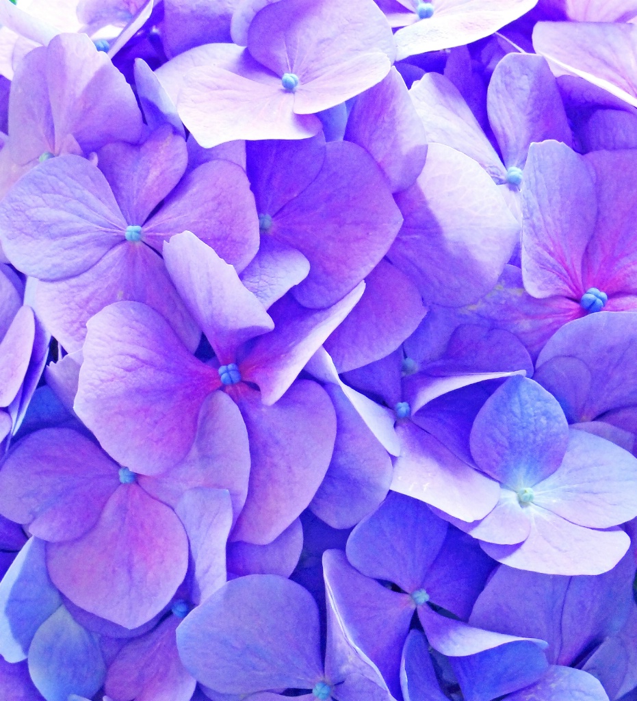 A bouquet of violet flowers.