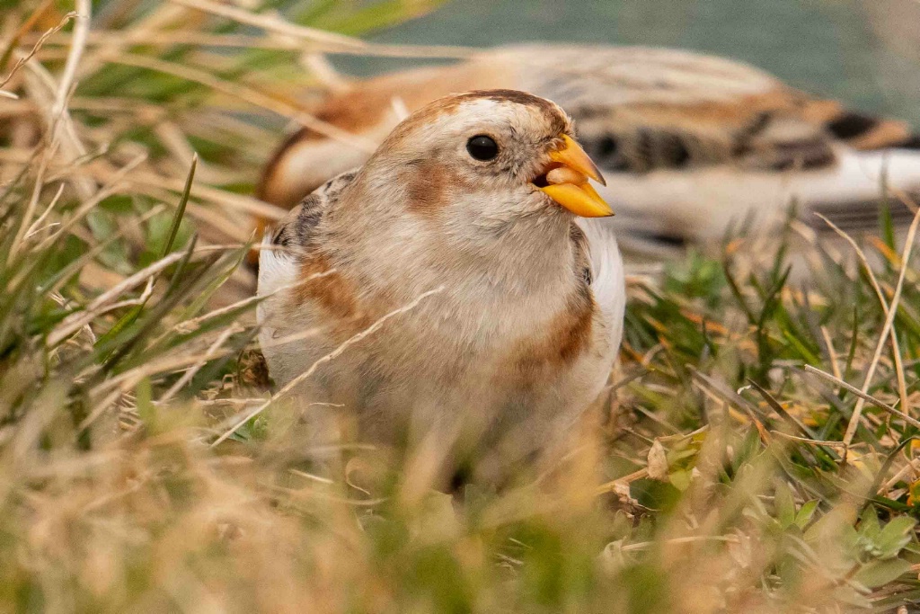 Hungry Snow Bunting