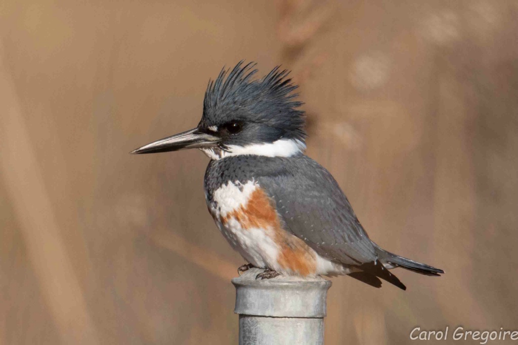 Female Belted Kingfisher