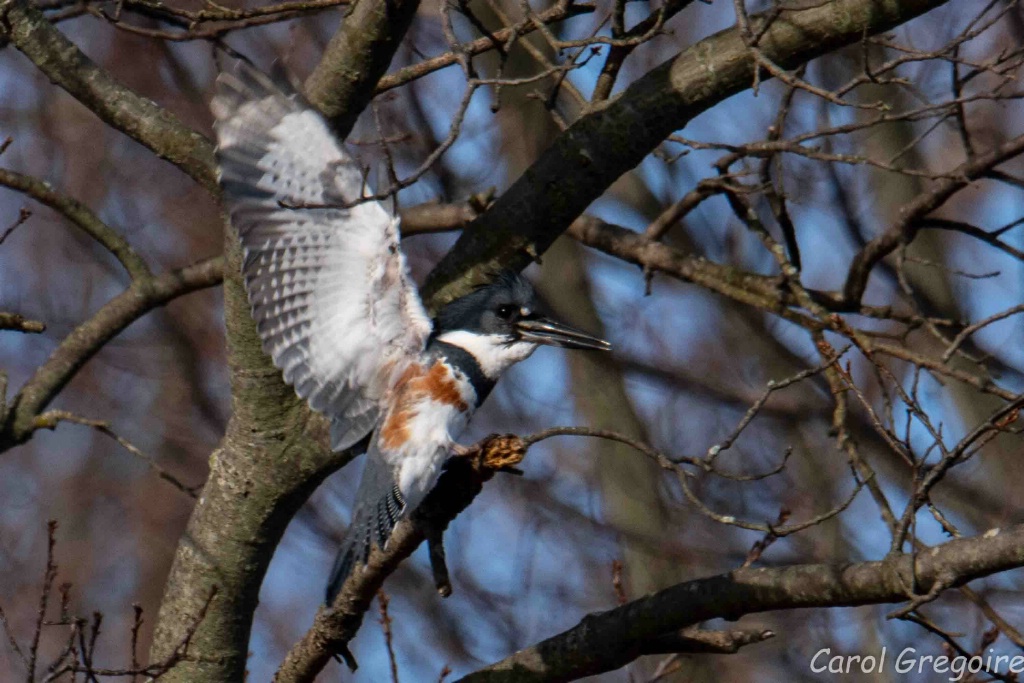 Stretching the Wings