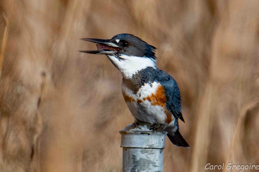 Brunch for the Belted Kingfisher 