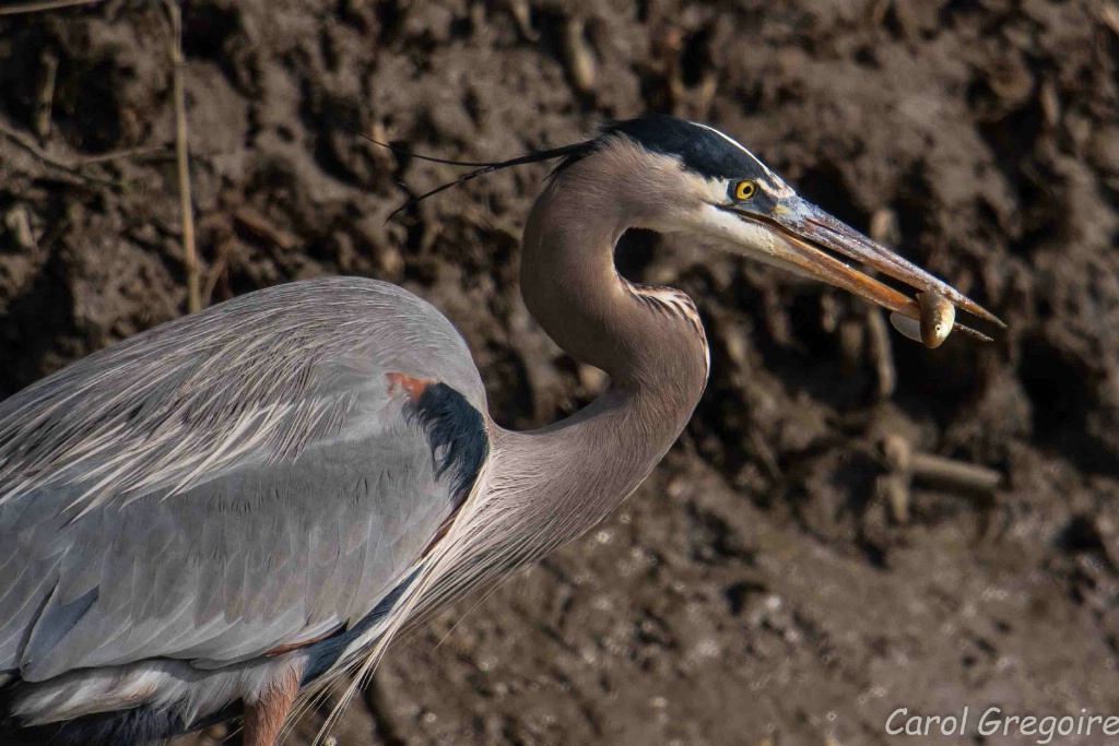 Heron Snack Time