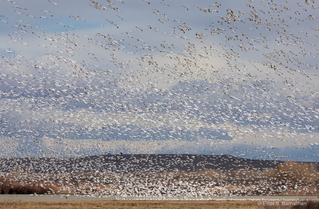 Canadian Snow Geese