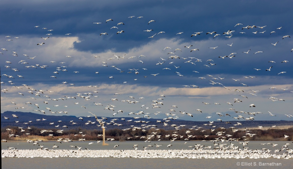 Snow Geese