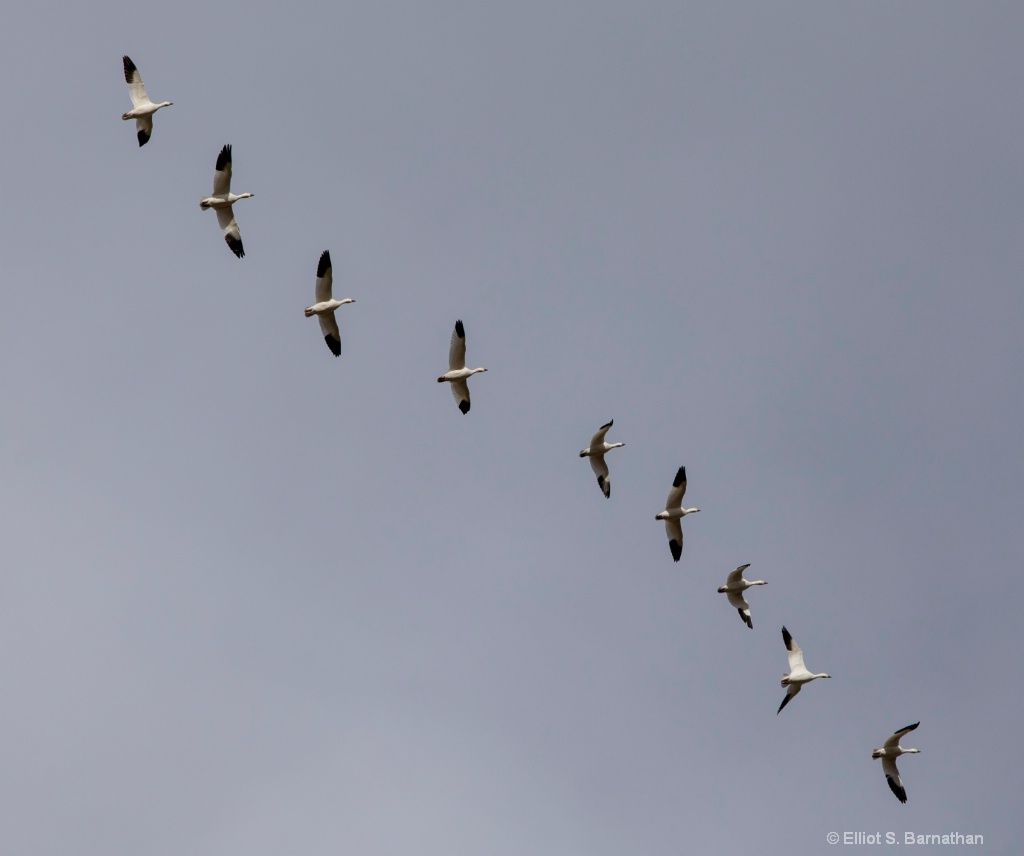 Snow Geese