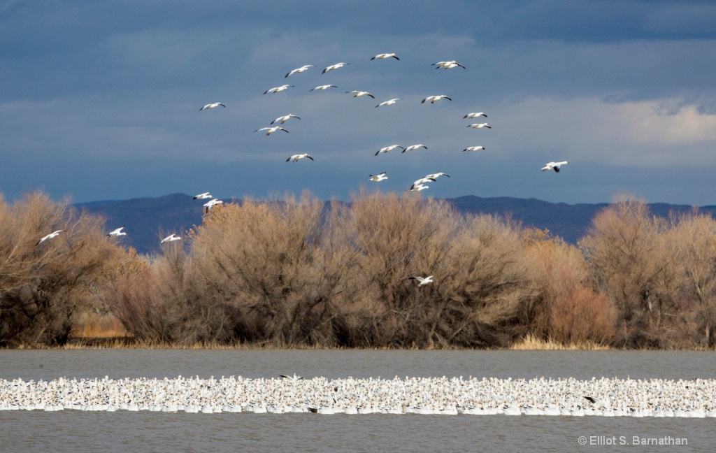 Snow Geese