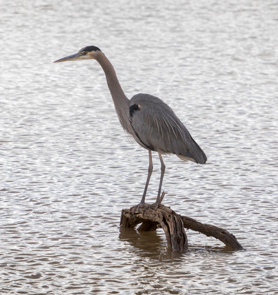 Great Heron