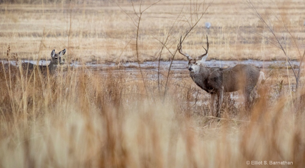 Mule Deer