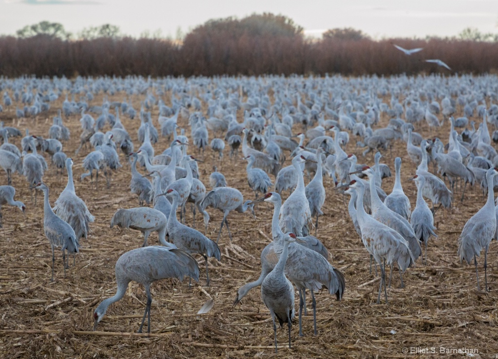 Sandhill Cranes