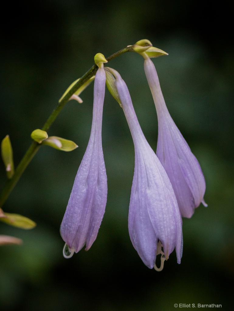 Flowers 6