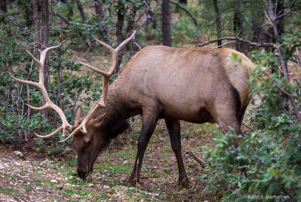 Elk