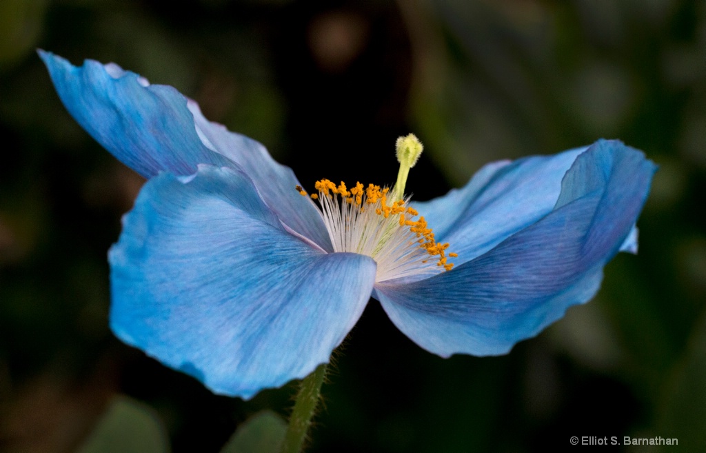  Blue Poppy