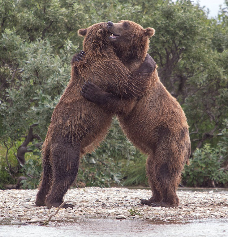 Bear Hug