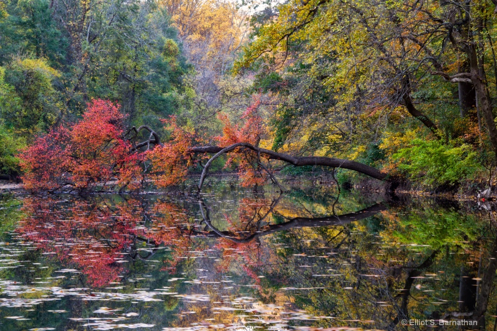 Wissahickon in Fall