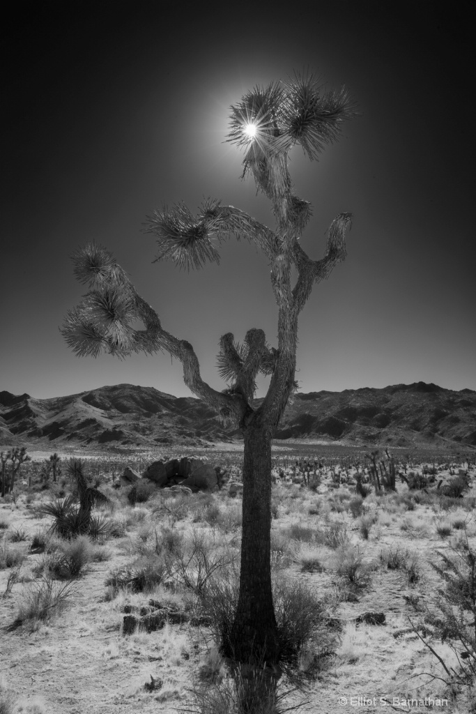 JoshuaTree 15