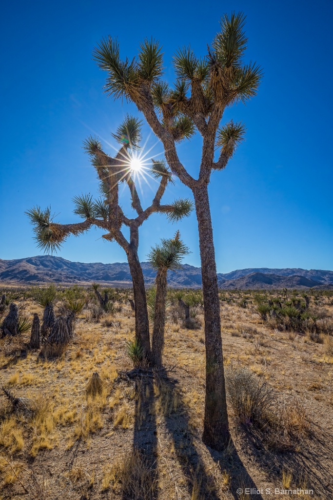 JoshuaTree 14