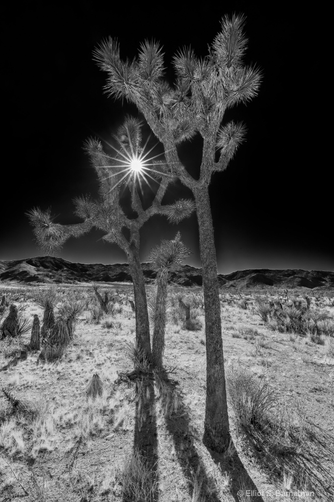 JoshuaTree 13