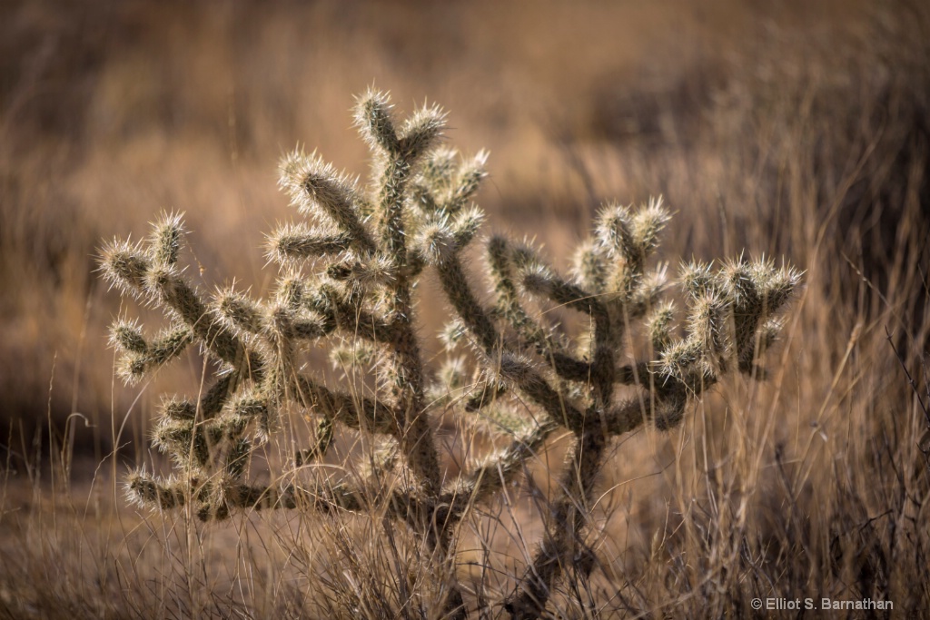 JoshuaTree 12